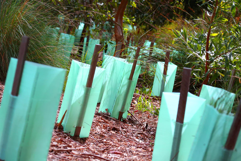 Tree guards are a best solution to provide tree protection from animal damage and strong winds